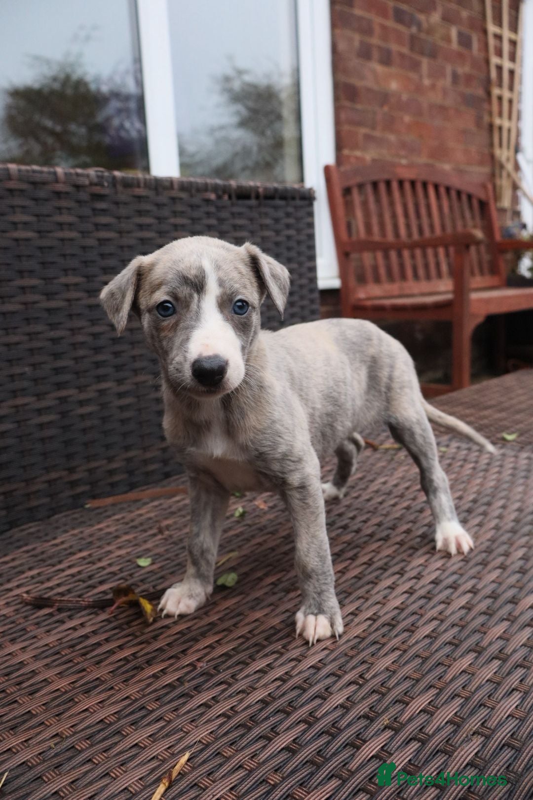 Whippet dogs for sale: KC registered Whippet pups - Advert 33