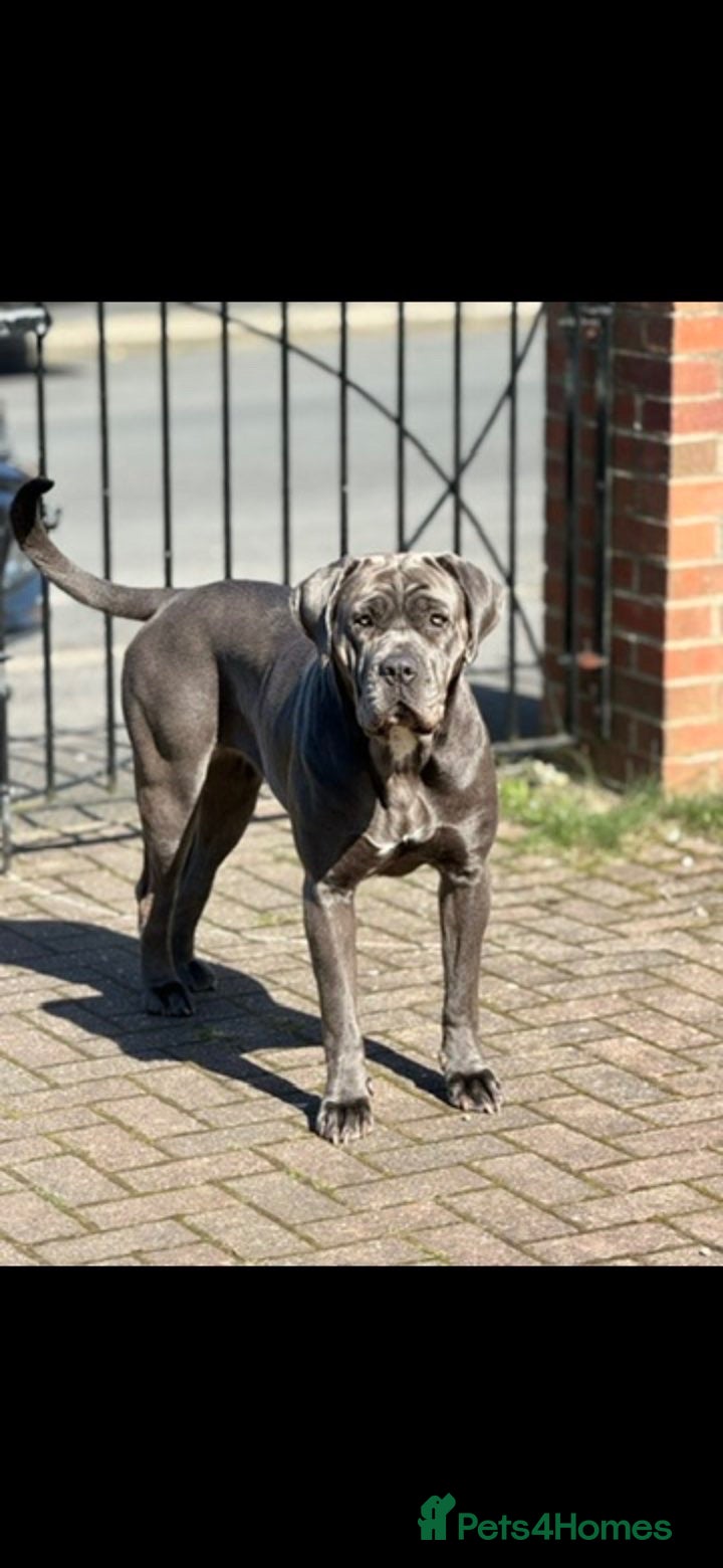 Cane Corso dogs Cane corso Puppies coming soon !!! - Advert 2