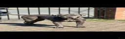 Cane Corso dogs for sale: Cane corso Puppies coming soon !!! in Durham - Advert 1