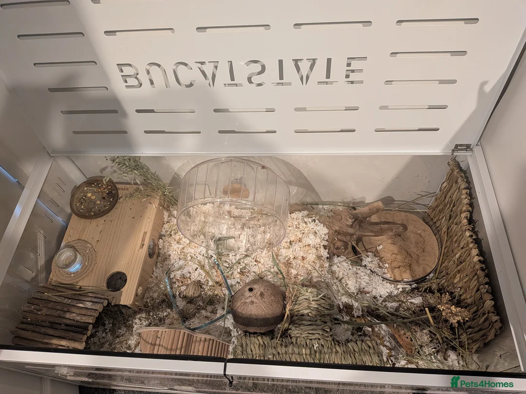 Hamster rodents for sale: Friendly Male Syrian hamster - Advert 7