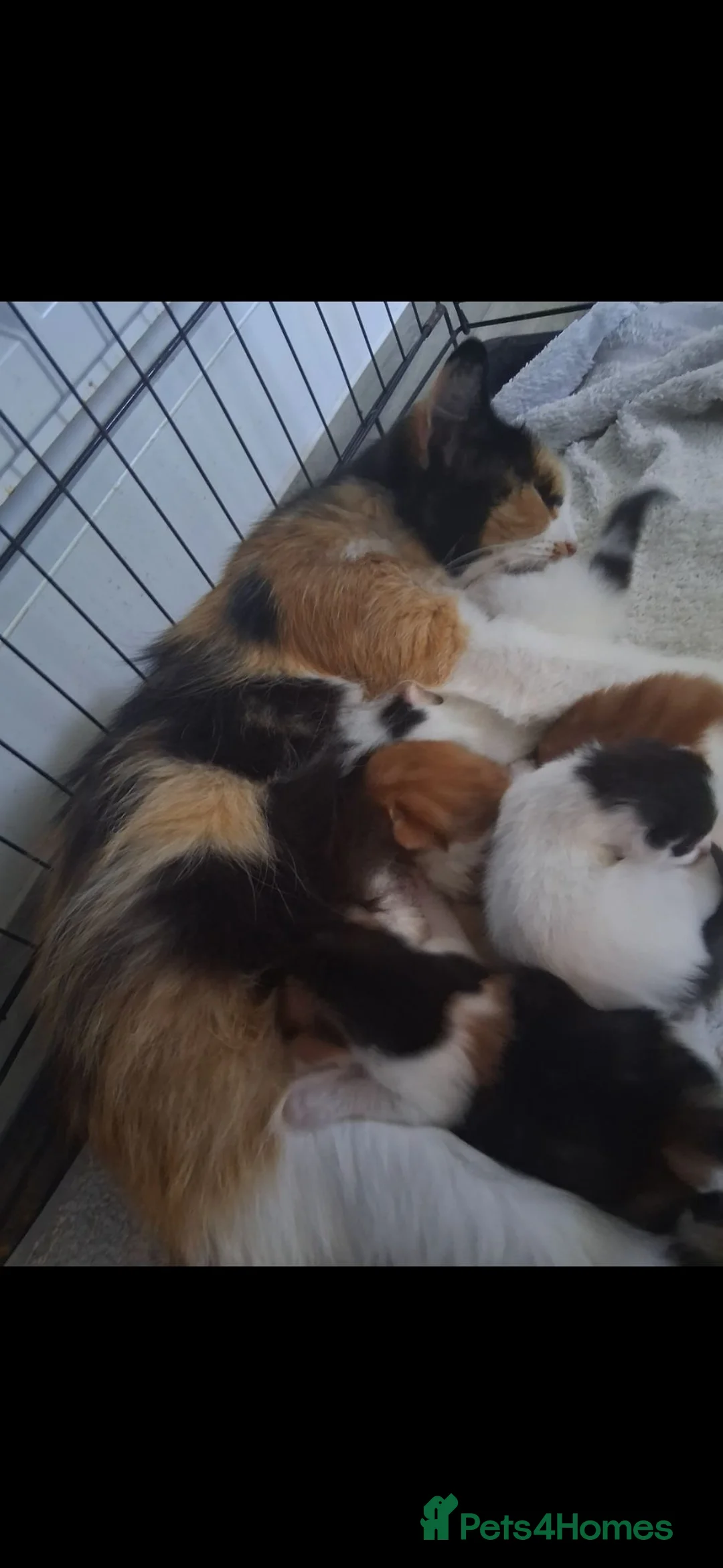 Turkish Van cats for sale: 4 beautiful Turkish van babies  - Advert 10