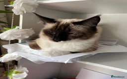 Ragdoll cats for sale: Adorable Pedigree Ragdoll Kittens Available 🐾 - Image 19