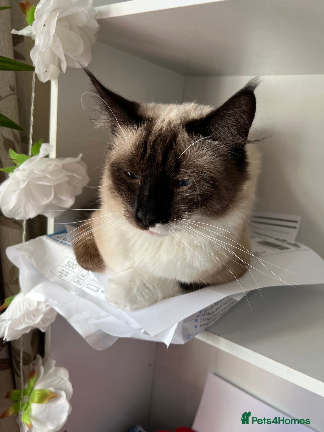 Ragdoll cats for sale: Adorable Pedigree Ragdoll Kittens Available 🐾 - Image 19
