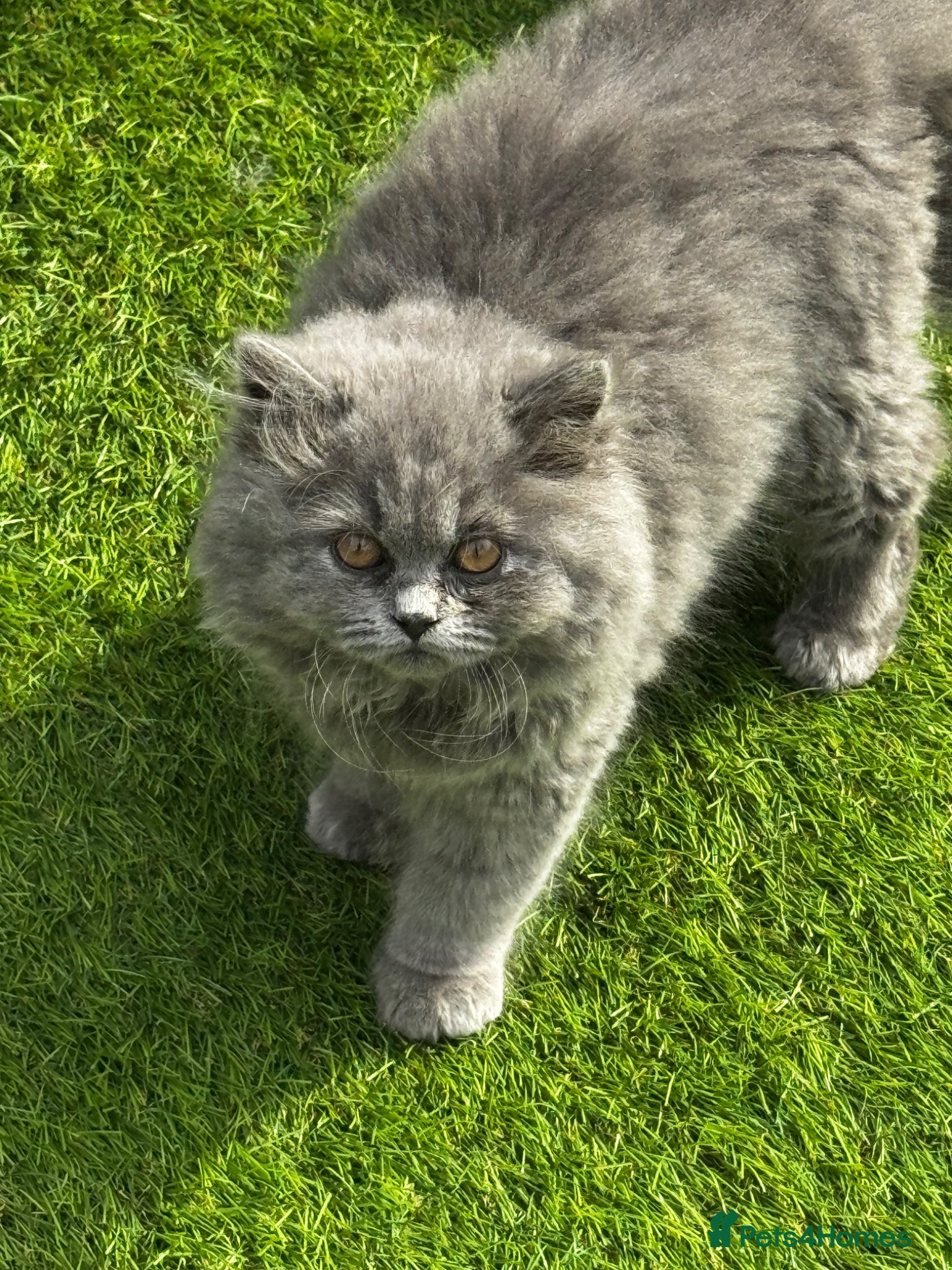 British Longhair cats Gorgeous Blue British longhair ready now  - Advert 9