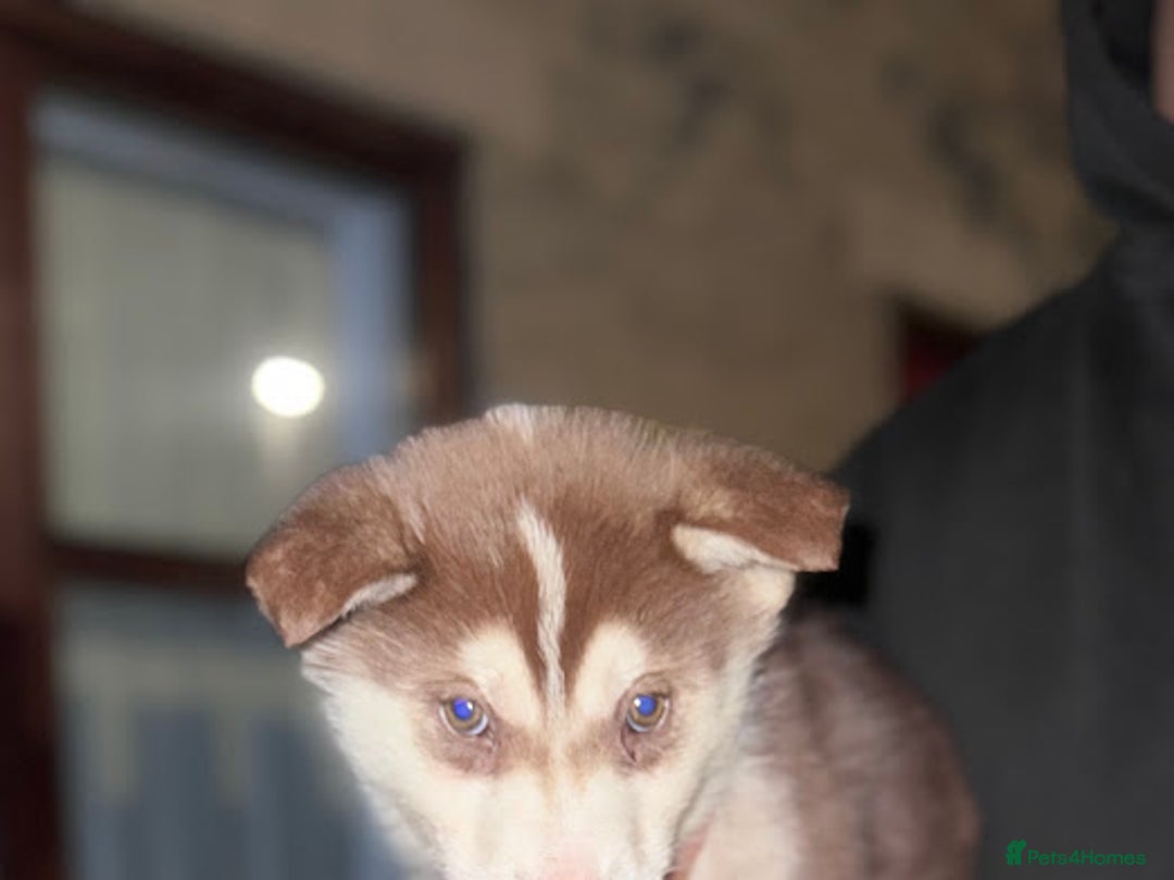 Siberian Husky dogs for sale: Husky puppy's  - Advert 12