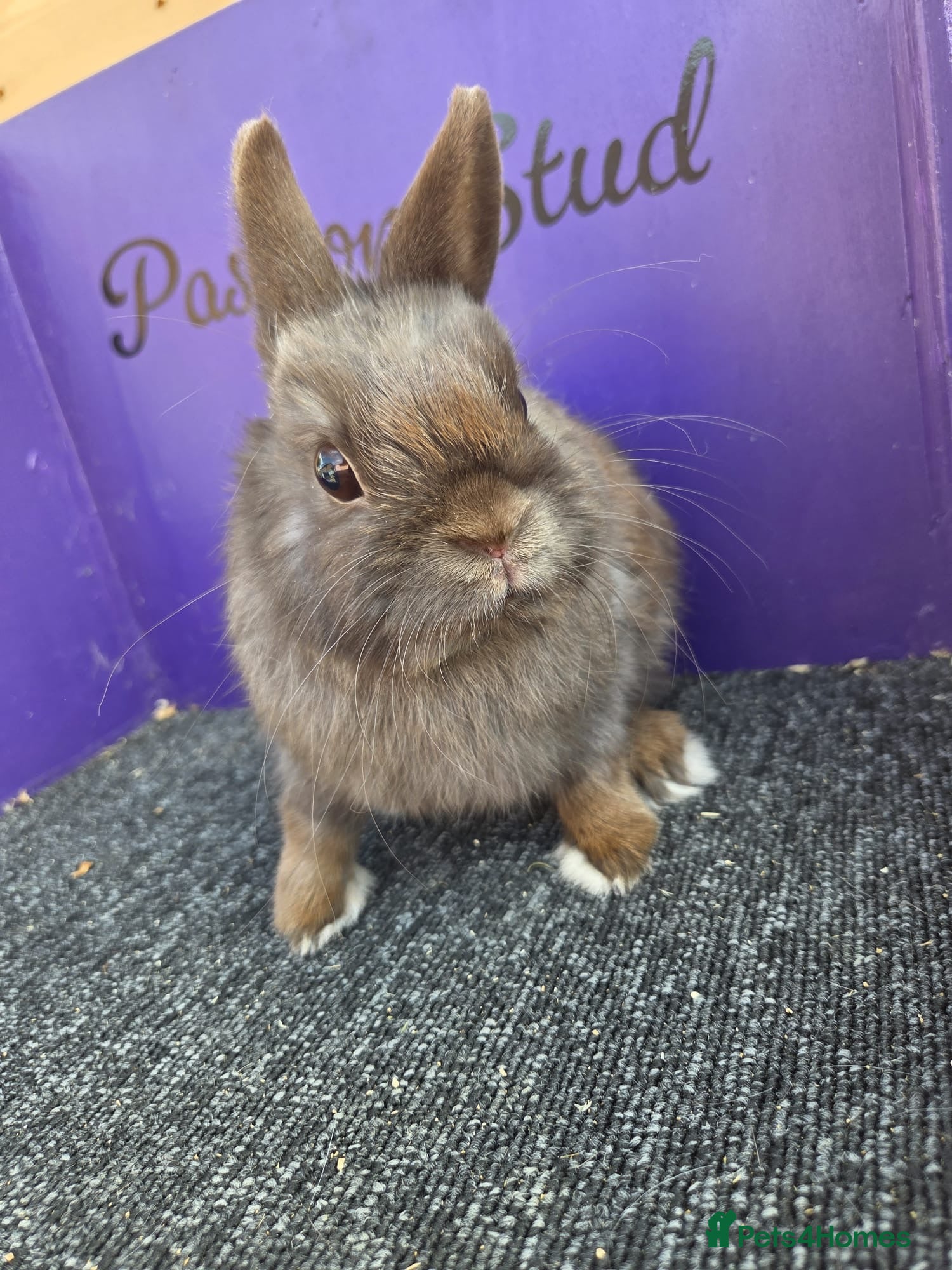 Netherland Dwarf rabbits Pure bred netherland dwarf - Advert 2