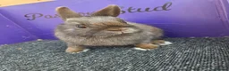 Netherland Dwarf rabbits for sale: Pure bred netherland dwarf - Advert 2