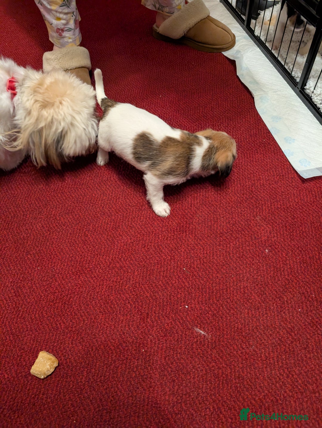 Mixed Breed dogs for sale: Shih Tzu Terrier cross  - Image 19