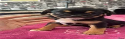 Mixed Breed dogs for sale: Only 2 males of 6 adorable small rare breed pups - Advert 2