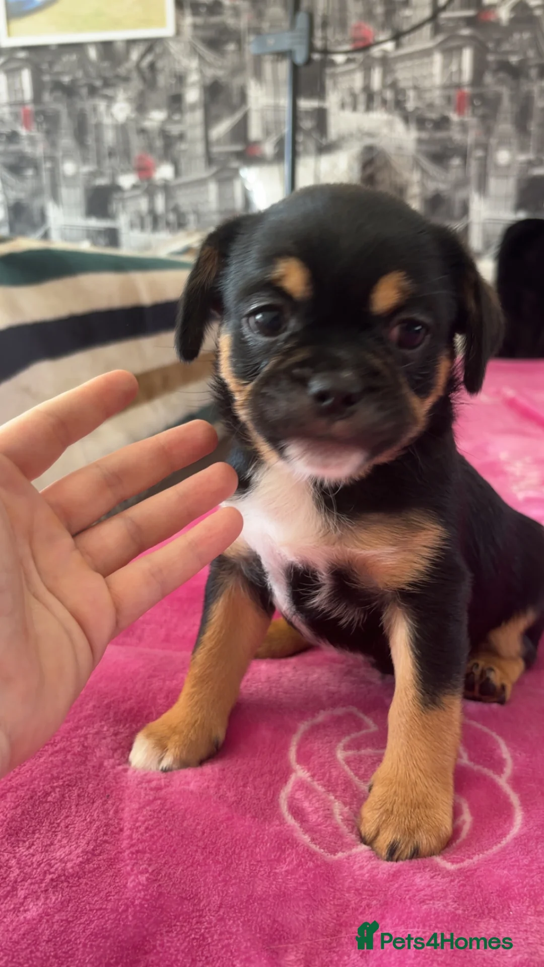Mixed Breed dogs for sale: Only 2 males of 6 adorable small rare breed pups - Advert 2