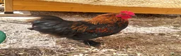 Chickens poultry for sale: Handsome Pekin Cockerels Free - Advert 7