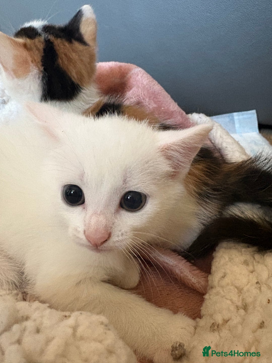 Mixed Breed cats for adoption: 3 beautiful kittens  - Image 4