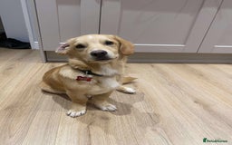 Mixed Breed dogs for adoption: HERSEY  - Advert 10