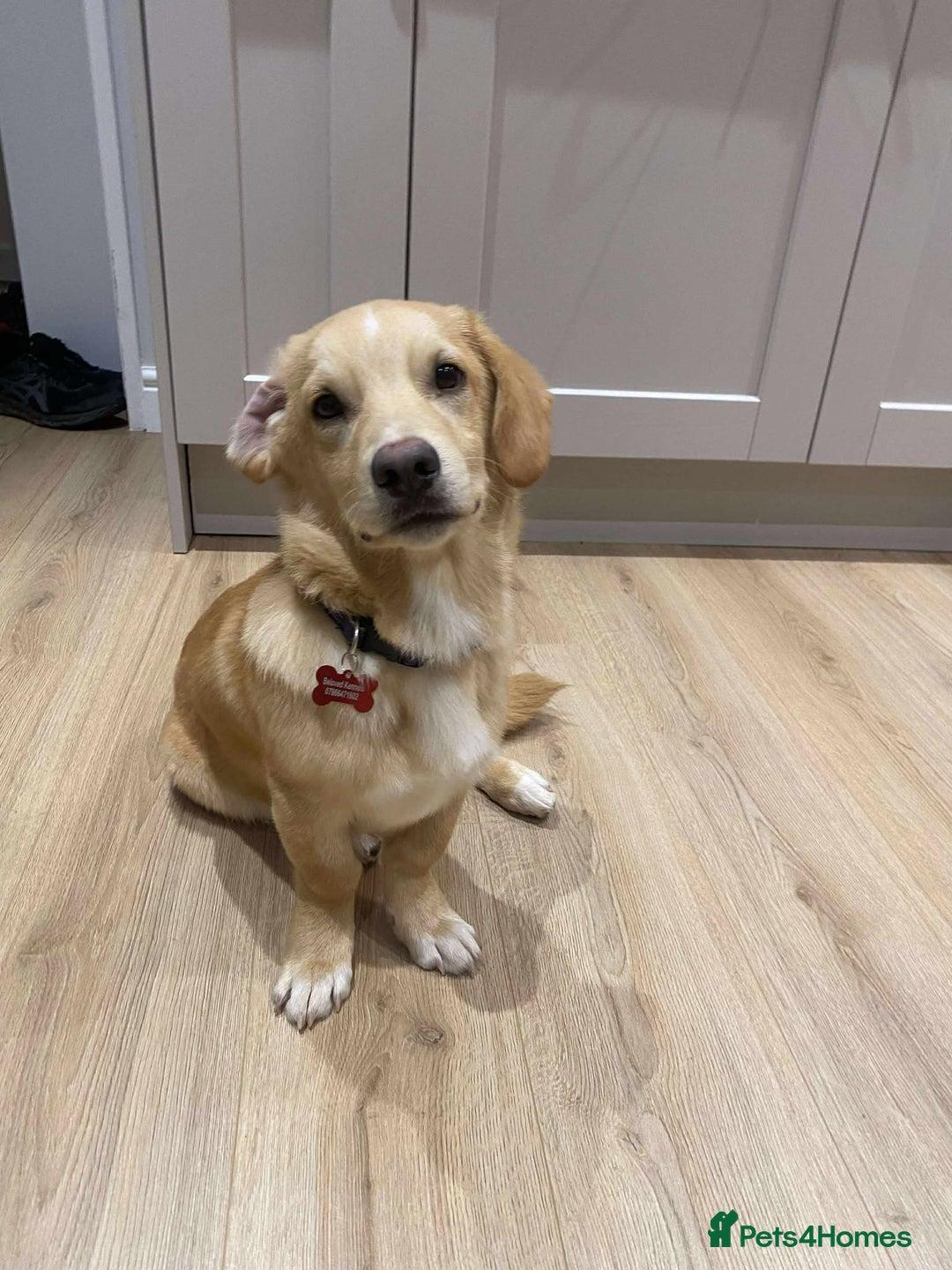 Mixed Breed dogs for adoption: HERSEY  - Advert 10