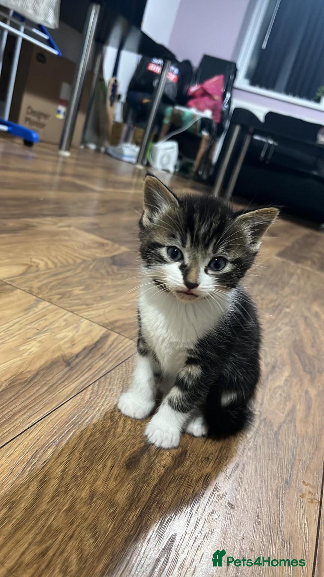 Domestic Shorthair cats for sale: Beautiful Kittens Looking New home - Advert 2