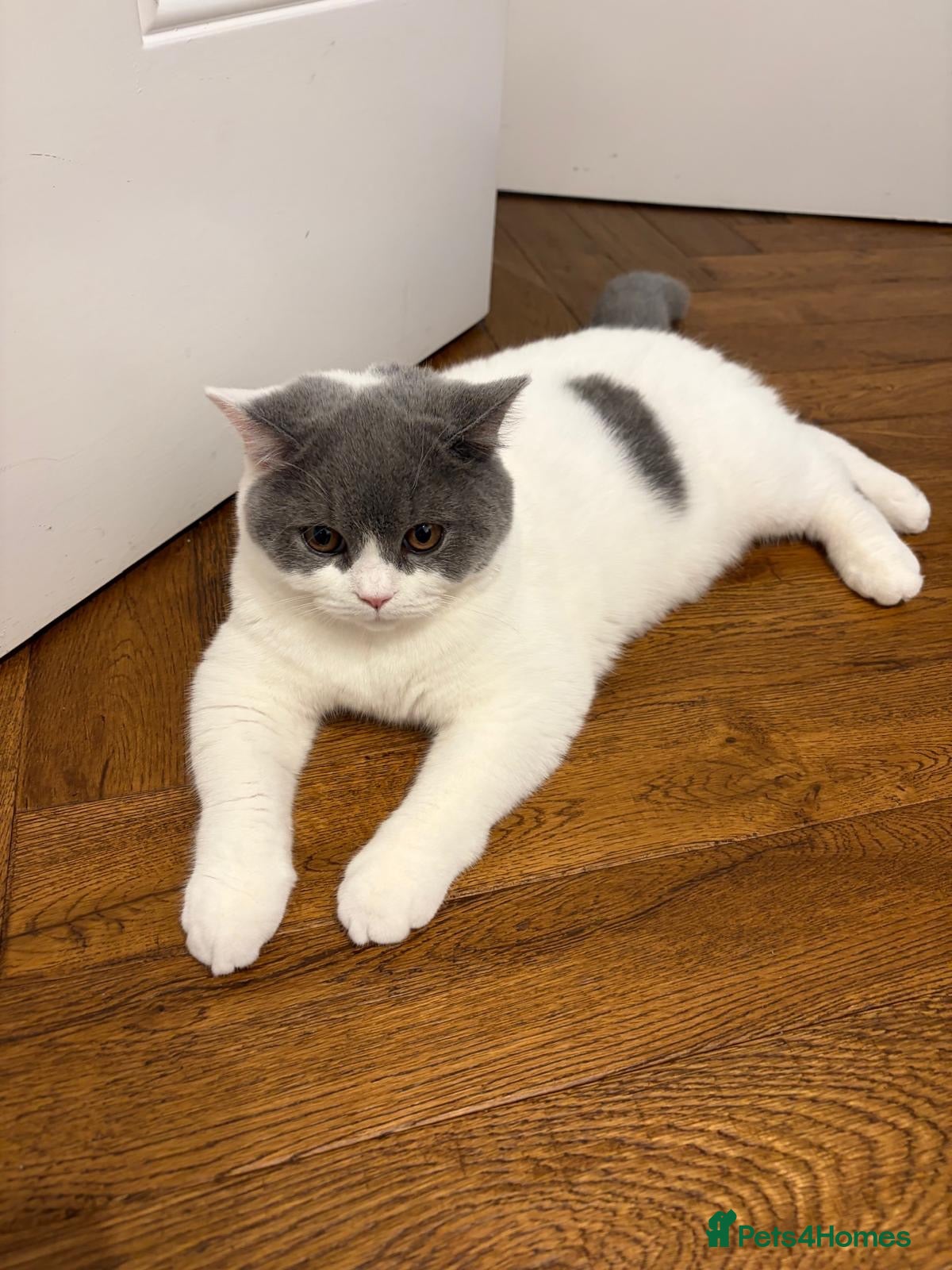 British Shorthair cats for sale: Teddy&Snowy-Looking for Forever Home Together  - Advert 2