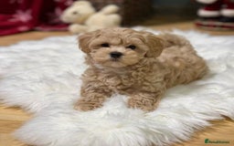 Maltipoo dogs for sale: 🐶✨ Adorable Maltipoo Puppies Ready - Image 3