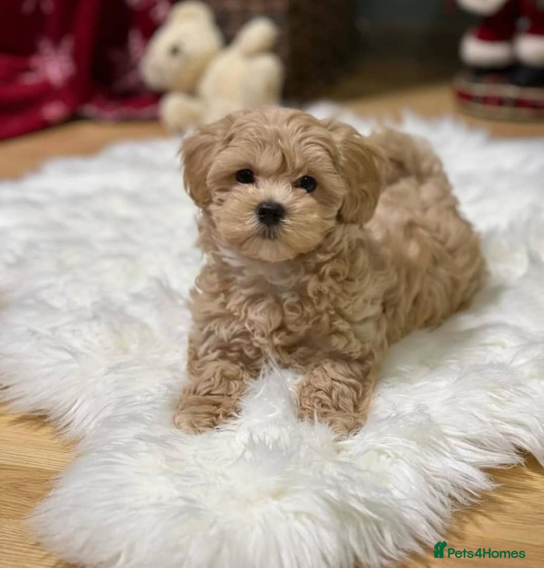 Maltipoo dogs for sale: 🐶✨ Adorable Maltipoo Puppies Ready - Image 3