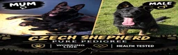 German Shepherd dogs for sale: 🐾 Czech Shepherd Puppies – Pure Pedigree 🐾 - Advert 1