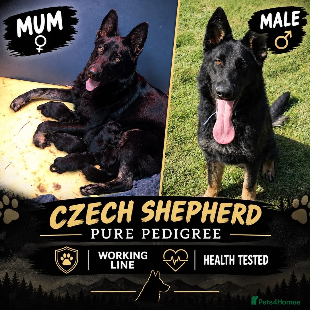 German Shepherd dogs for sale: 🐾 Czech Shepherd Puppies – Pure Pedigree 🐾 - Advert 1