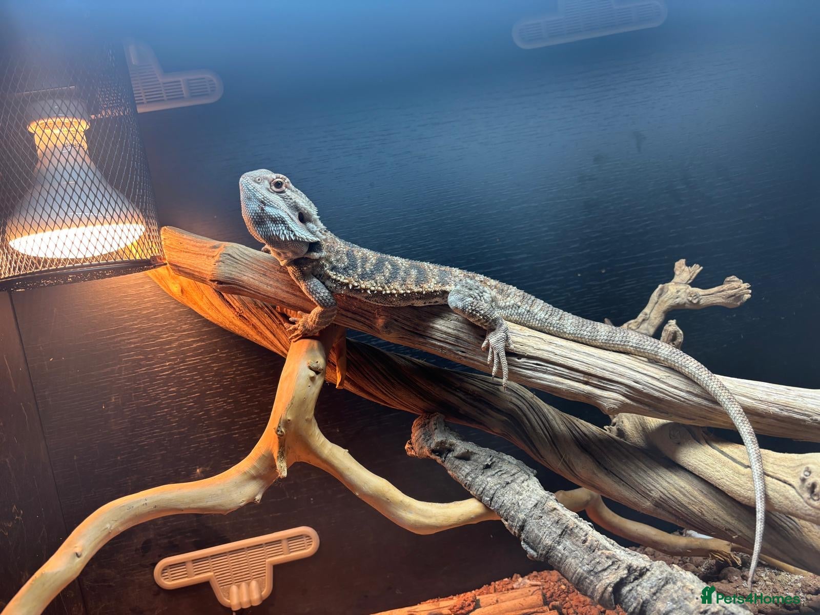 Bearded Dragon reptiles Male Beaded Dragon - Full set up  - Advert 1