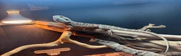 Bearded Dragon reptiles for sale: Male Beaded Dragon - Full set up  - Advert 1