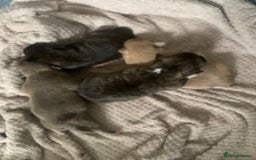 Mixed Breed dogs for sale: Staffies X pocket bully’s  - Image 4