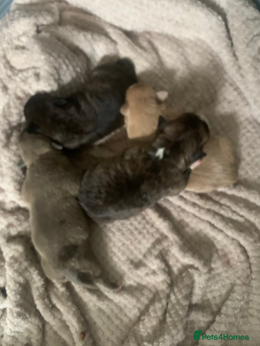 Mixed Breed dogs for sale: Staffies X pocket bully’s  - Image 4