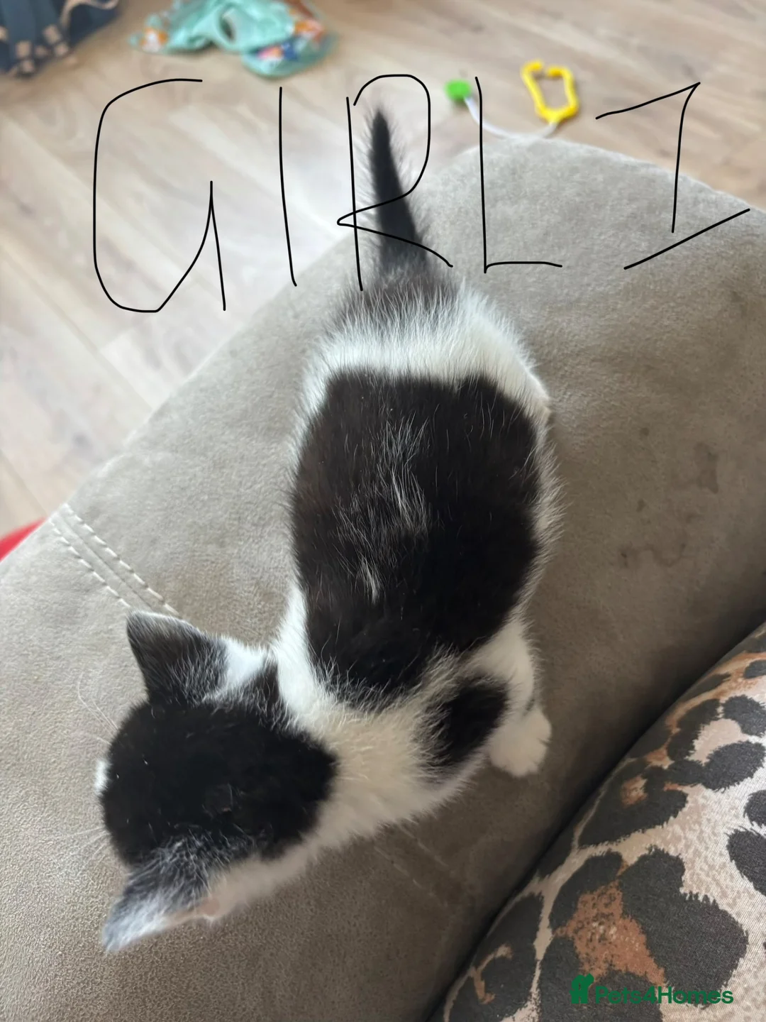 Mixed Breed cats for sale: 6 beautiful kittens  - Advert 2
