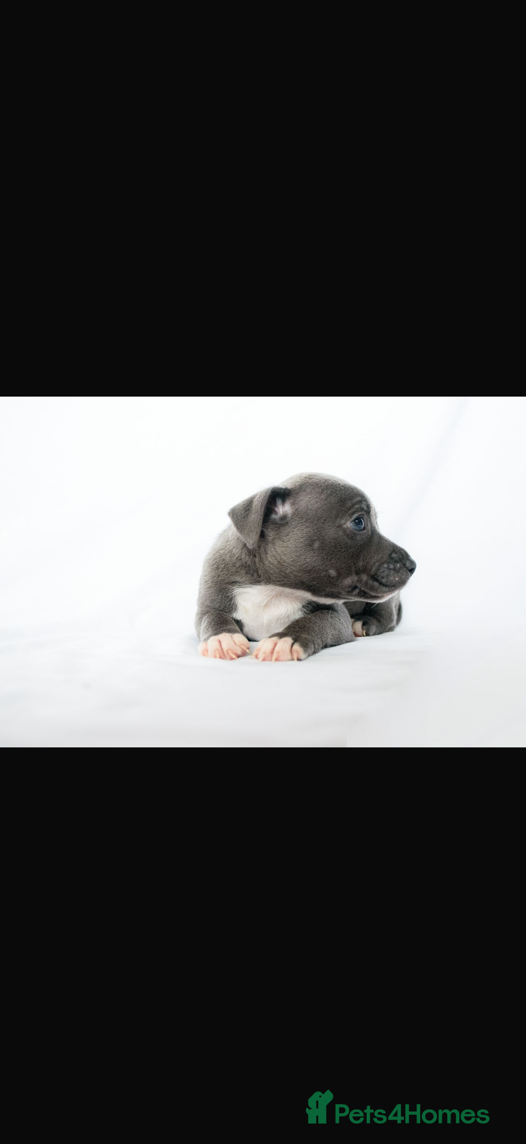 Staffordshire Bull Terrier dogs for sale: Female Staffy puppy  - Advert 5