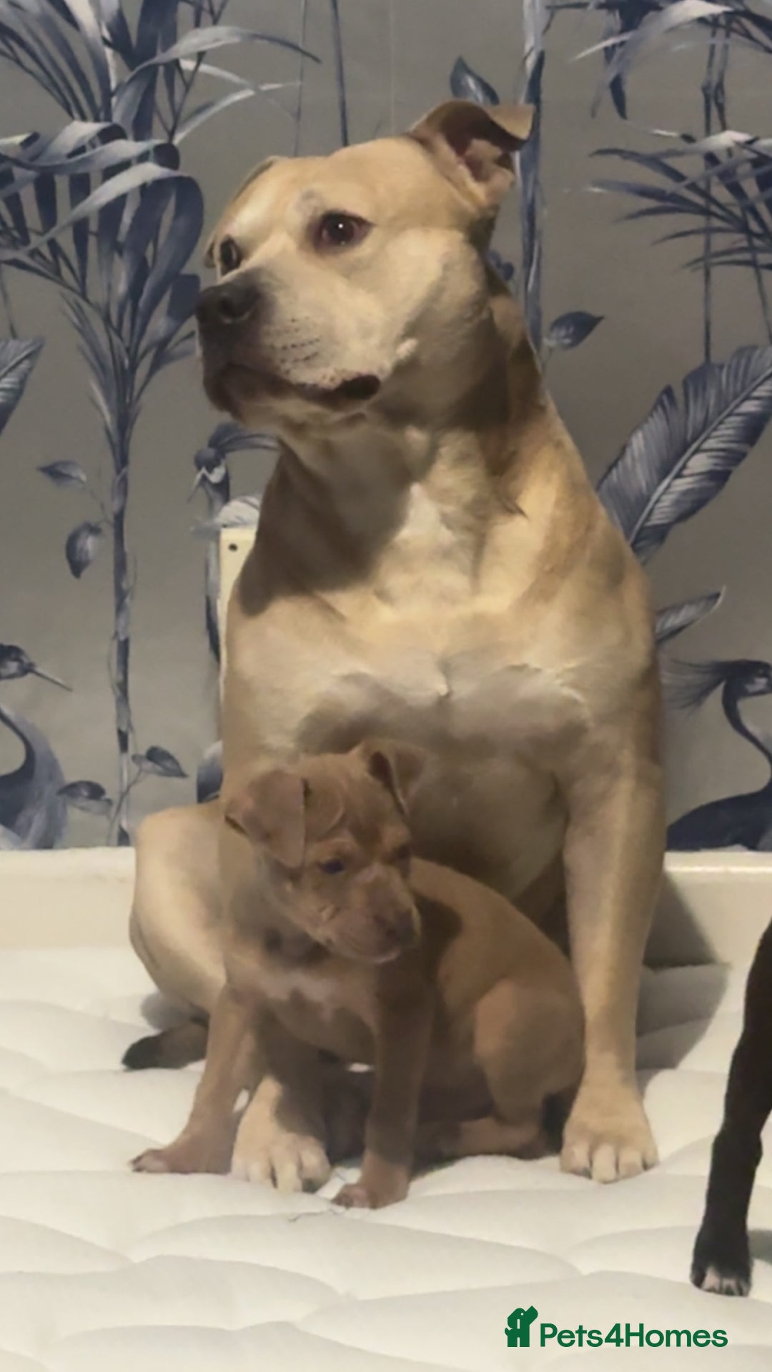 Mixed Breed dogs for sale: Bully cross  - Advert 4