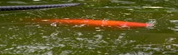 Koi Carp fish for sale: Koi Carp - Golden - Approx 8” in Bath - Advert 12