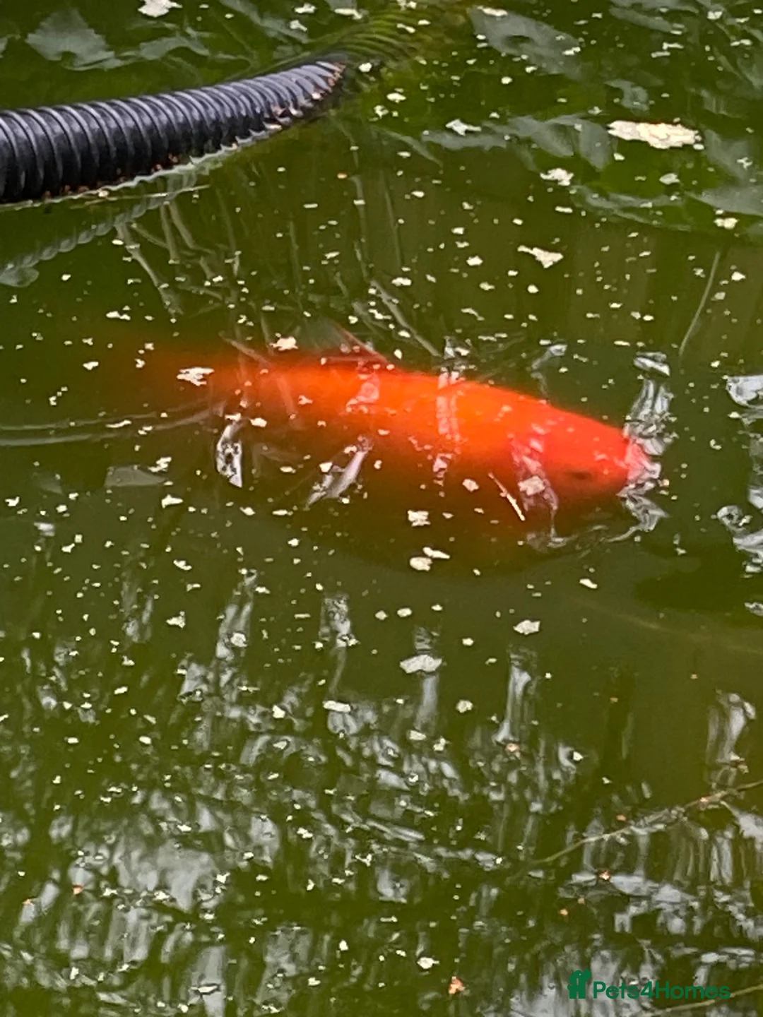Koi Carp fish for sale: Koi Carp - Golden - Approx 8” in Bath - Advert 12