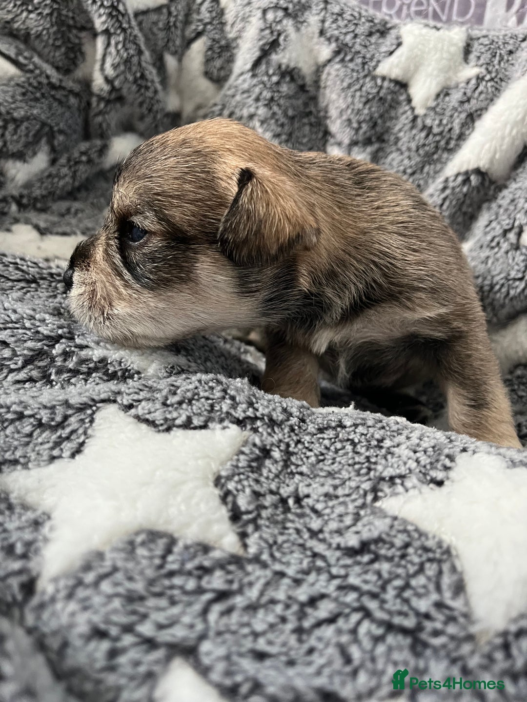 Miniature Schnauzer dogs for sale: KC Beautiful miniature Schnauzers  - Image 4