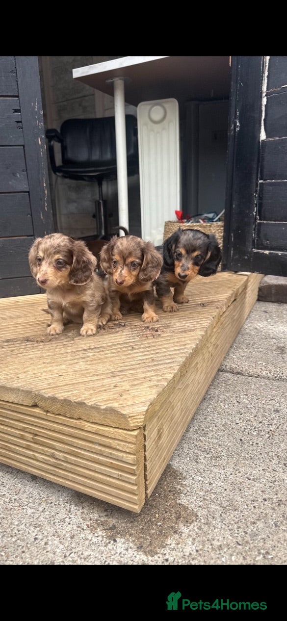 Miniature Dachshund dogs 🐾KC registered long-haired miniature dachshund 🐾 - Advert 4