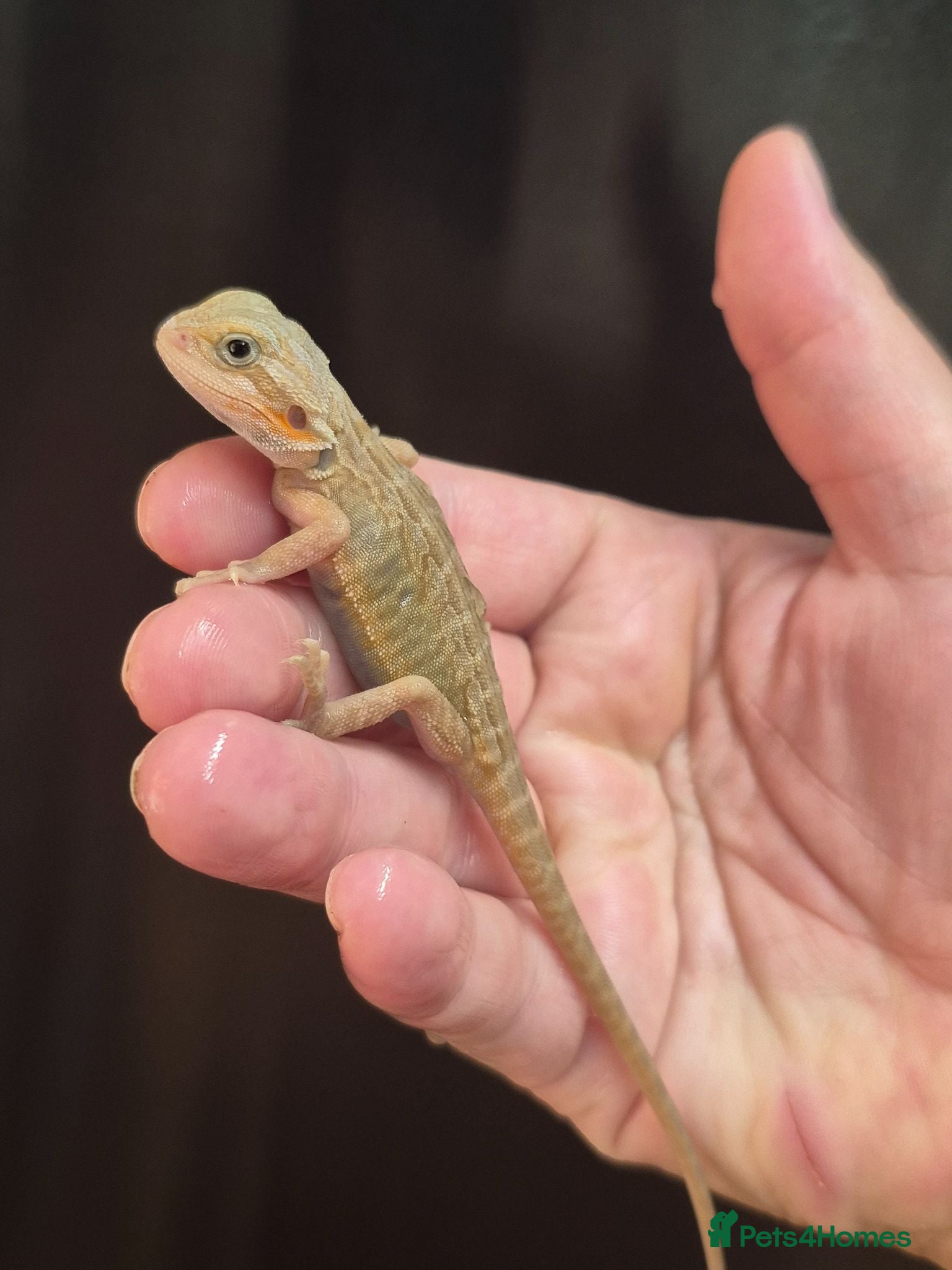Bearded Dragon reptiles Baby bearded dragons  - Advert 2