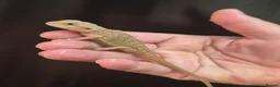 Bearded Dragon reptiles for sale: Baby bearded dragons  - Advert 2