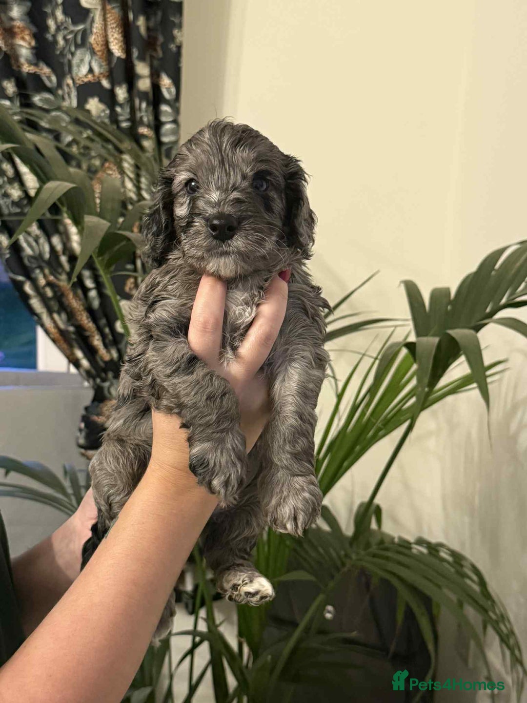 Cockapoo dogs for sale: REDUCED Beautiful F2 cockapoo puppies  - Advert 14