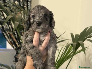 Cockapoo dogs - Advert 4