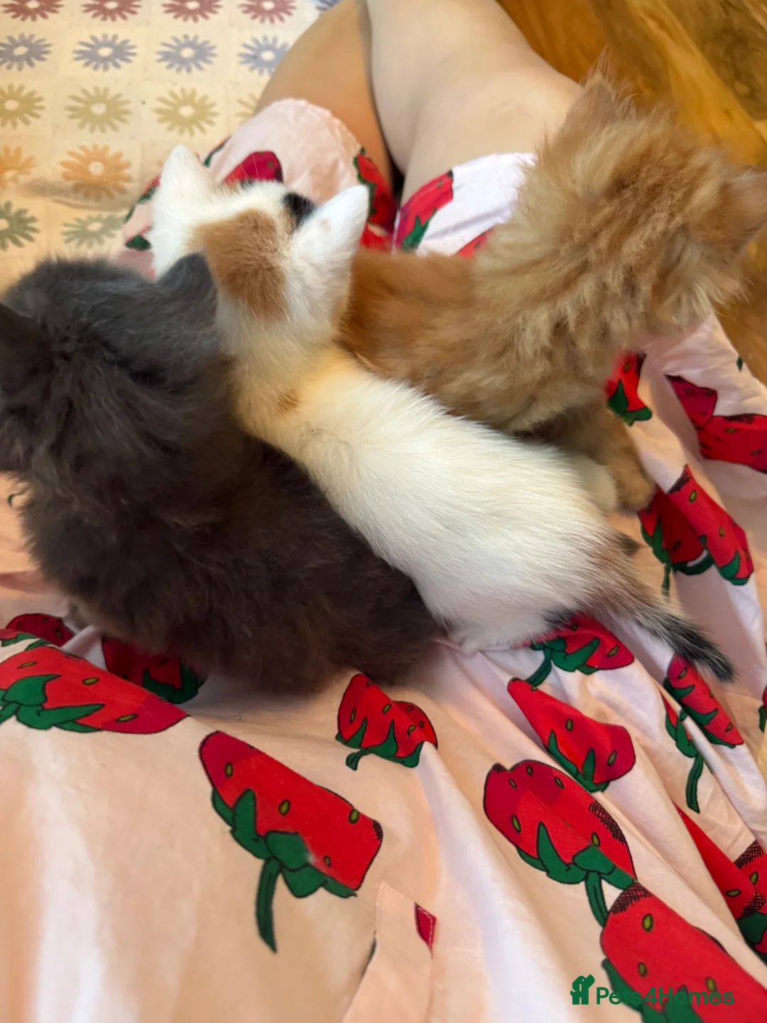 Persian cats for sale: Stunning persian kittens - Advert 29