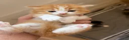 British Longhair cats for sale: 4 Gorgeous Fluffy Kittens Ginger Boys Tabby Girls - Advert 22