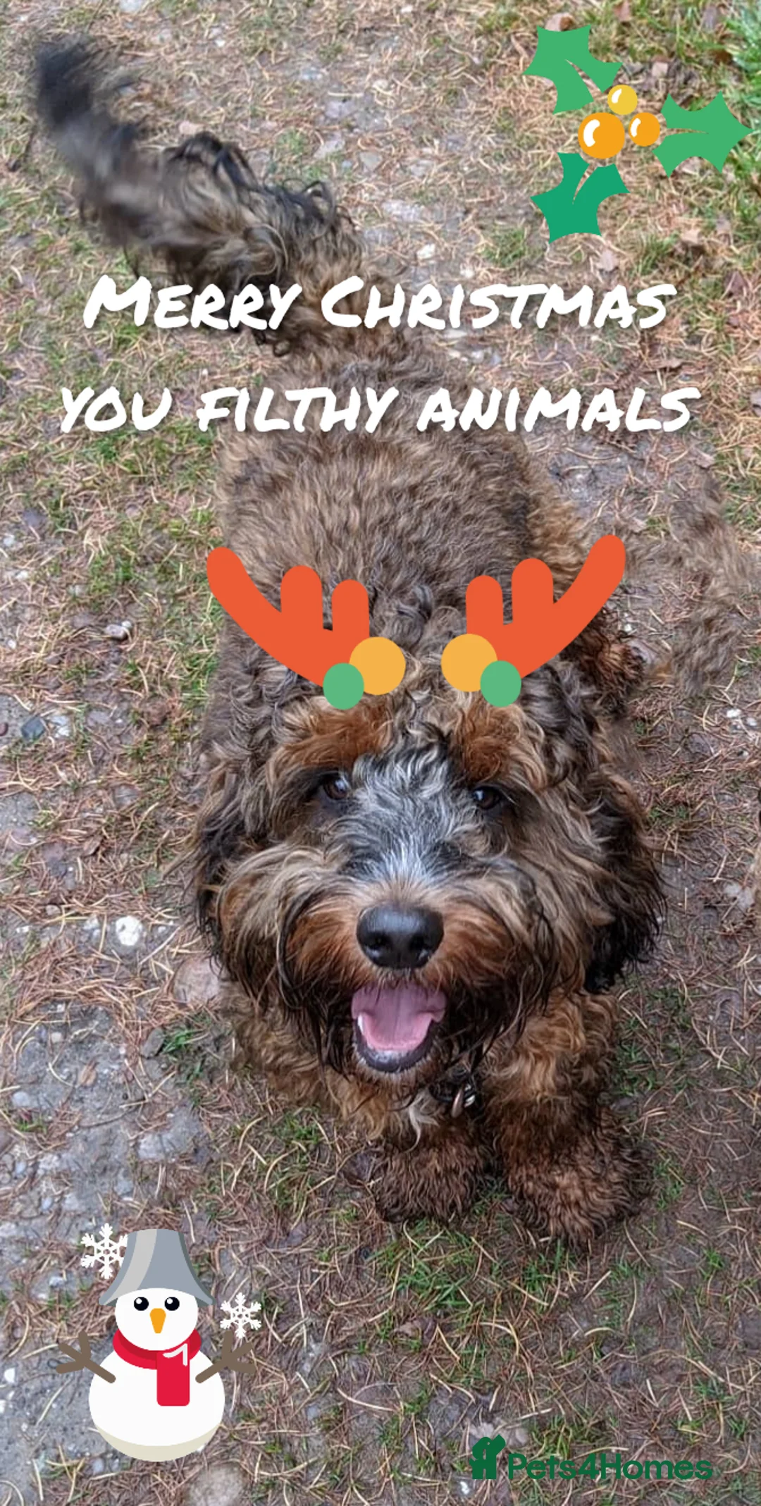 Miniature Poodle dogs for stud: Stunning Sable F1 Cockapoo DNA tested 100% success in Cannock - Advert 4