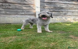 Bedlington Terrier dogs for sale: Stunning Bedlington Terrier puppies  - Image 17