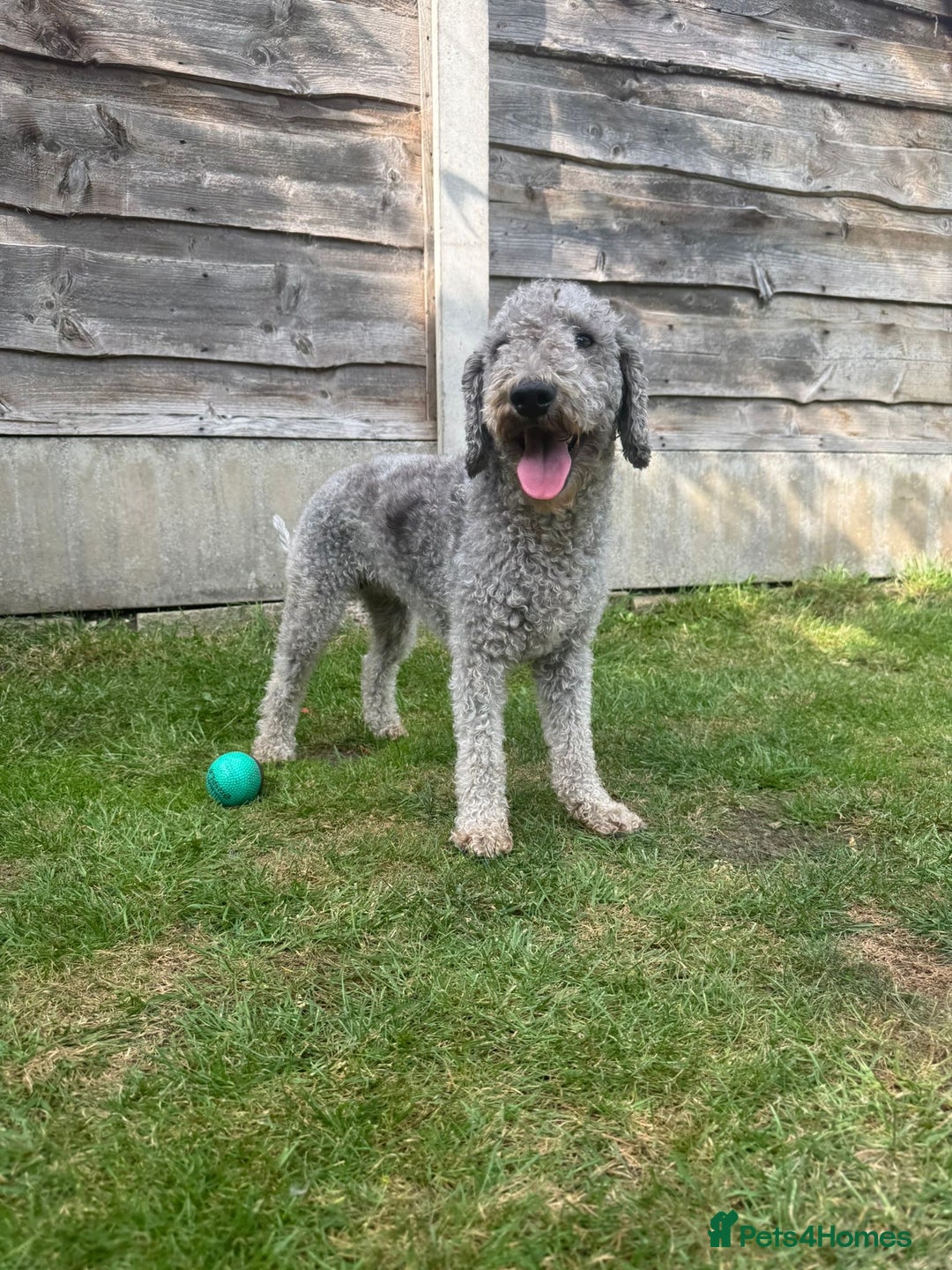 Bedlington Terrier dogs for sale: Stunning Bedlington Terrier puppies  - Image 17