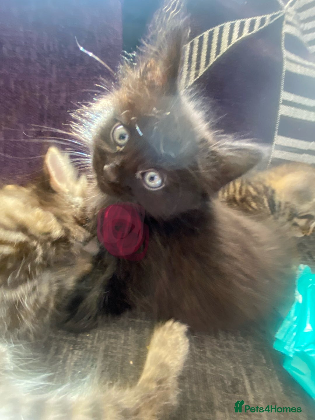 Mixed Breed cats for sale: 5 kittens for sale  - Image 4
