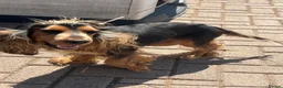 Cocker Spaniel dogs for sale: Adorable show cross cocker spaniel puppies  - Advert 3
