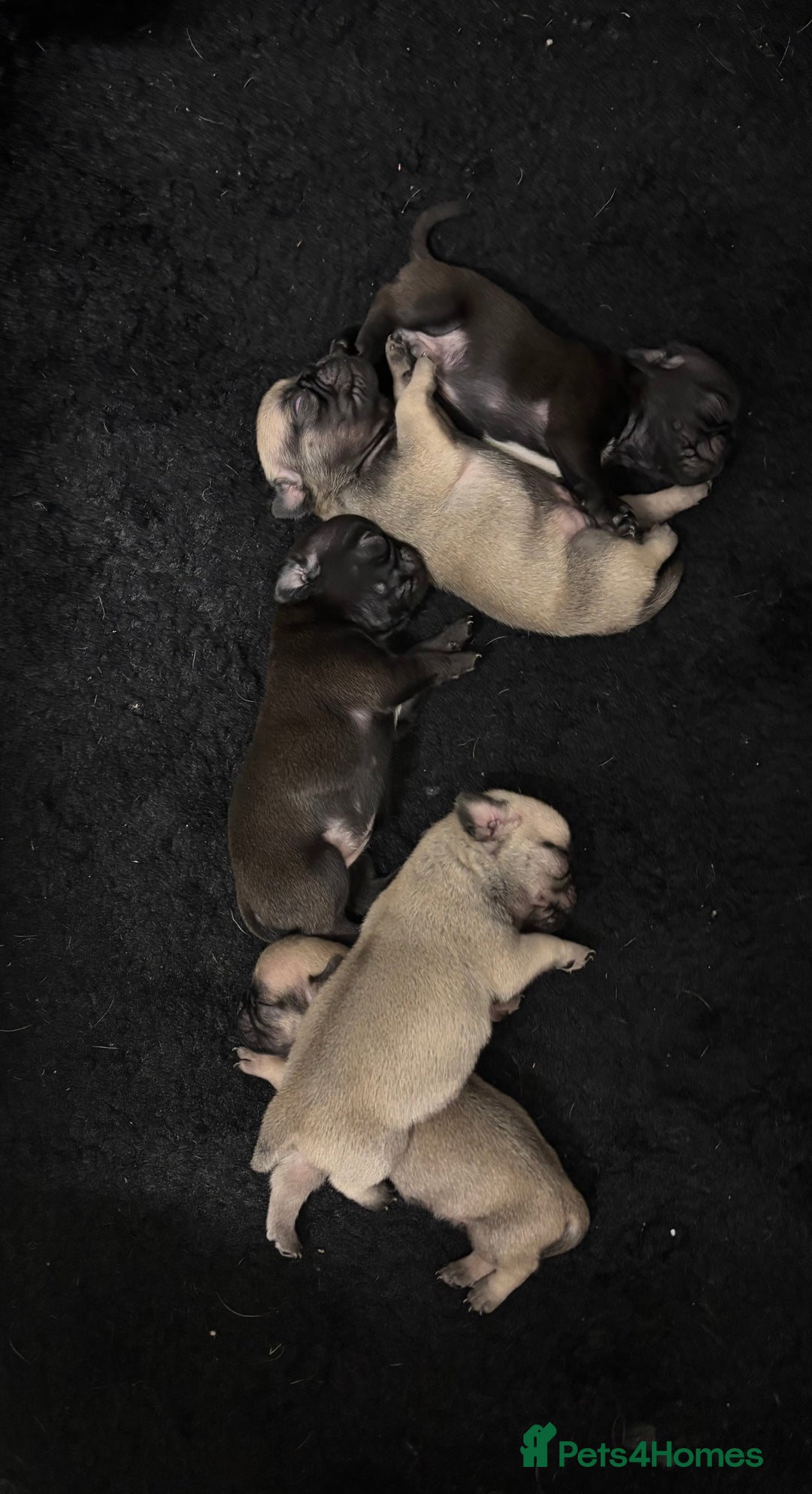 Pug dogs for sale: 🐾 Adorable Pug Puppies for Sale 🐾 - Image 4
