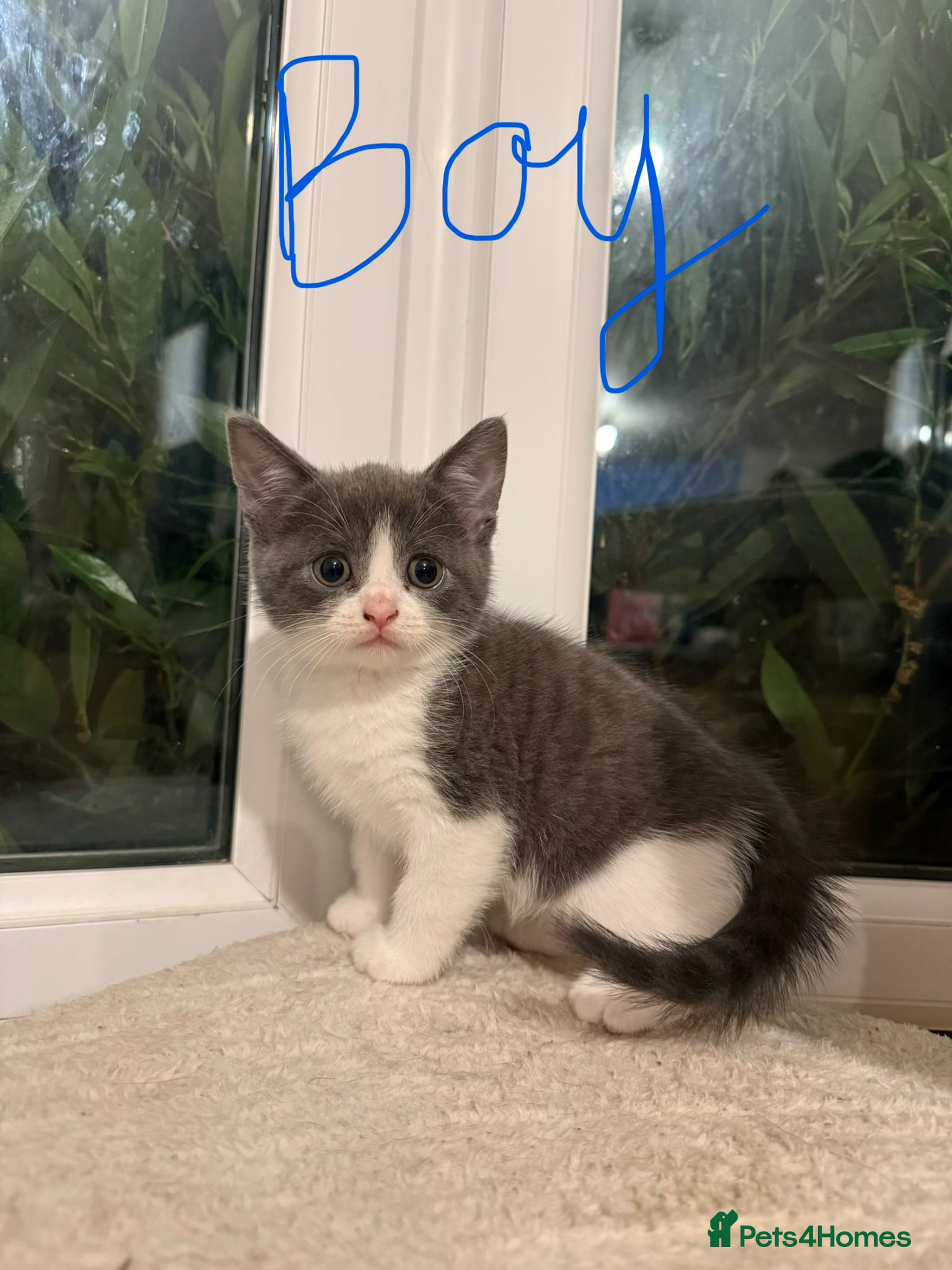 Mixed Breed cats 🥰 ready to go calicos, tuxedos & grey kittens  - Advert 2