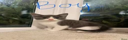 Mixed Breed cats for sale: 🥰 mixed breed calicos, tuxedos & grey kittens  - Advert 9