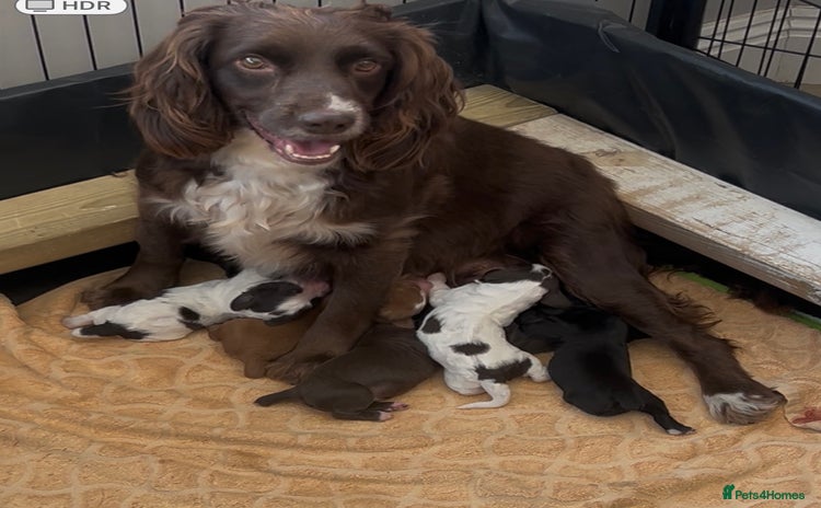 Cocker Spaniel dogs - Advert 10